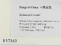 登錄號:F0017343藏品圖，第2張