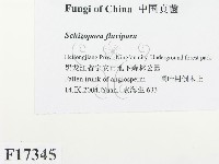 登錄號:F0017345藏品圖，第2張