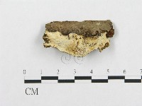 登錄號:F0017346藏品圖，第1張