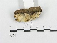 登錄號:F0017346藏品圖，第4張