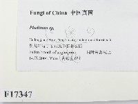 木層孔菌屬藏品圖，第2張