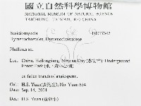 木層孔菌屬藏品圖，第3張