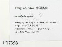 登錄號:F0017350藏品圖，第2張