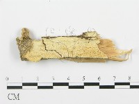 登錄號:F0017350藏品圖，第1張