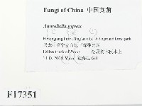 登錄號:F0017351藏品圖，第2張