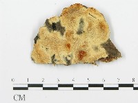 登錄號:F0017351藏品圖，第1張