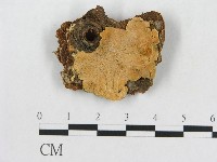 登錄號:F0017352藏品圖，第1張
