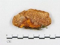 登錄號:F0017353藏品圖，第1張