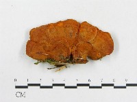 登錄號:F0017353藏品圖，第4張