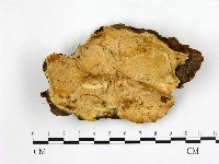 登錄號:F0017354藏品圖，第1張