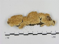 登錄號:F0017358藏品圖，第1張