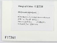 登錄號:F0017361藏品圖，第2張