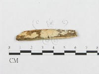 登錄號:F0017363藏品圖，第4張
