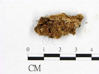 登錄號:F0017365藏品圖，第1張