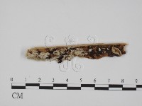 登錄號:F0017370藏品圖，第1張