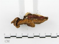 登錄號:F0017374藏品圖，第7張