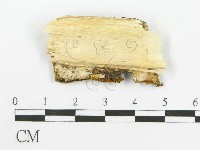 登錄號:F0017377藏品圖，第4張