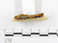 登錄號:F0017377藏品圖，第5張