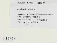 登錄號:F0017378藏品圖，第2張