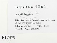 登錄號:F0017379藏品圖，第2張