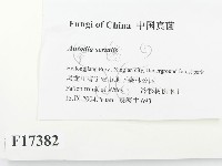 登錄號:F0017382藏品圖，第2張