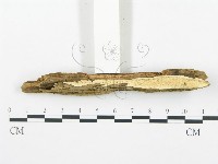 登錄號:F0017382藏品圖，第4張