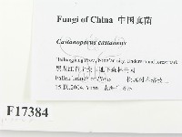 登錄號:F0017384藏品圖，第2張
