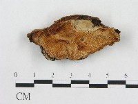 登錄號:F0017385藏品圖，第1張