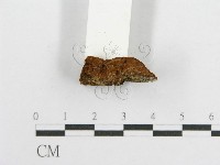 登錄號:F0017387藏品圖，第6張