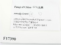 登錄號:F0017390藏品圖，第2張