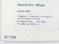 登錄號:F0017391藏品圖，第2張