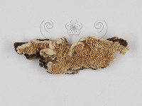 登錄號:F0017391藏品圖，第1張