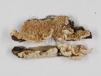 登錄號:F0017391藏品圖，第4張