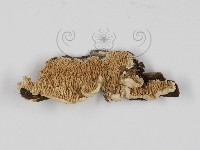 登錄號:F0017391藏品圖，第5張