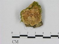 登錄號:F0017393藏品圖，第1張