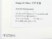登錄號:F0017394藏品圖，第2張