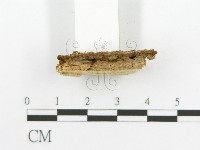 登錄號:F0017398藏品圖，第5張