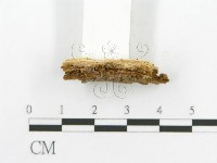 登錄號:F0017398藏品圖，第6張