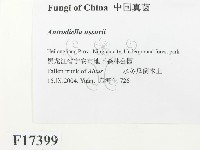 登錄號:F0017399藏品圖，第2張