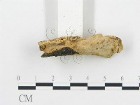 登錄號:F0017400藏品圖，第6張