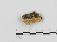 登錄號:F0017405藏品圖，第1張