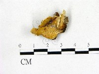 登錄號:F0017407藏品圖，第1張