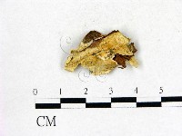 登錄號:F0017407藏品圖，第3張