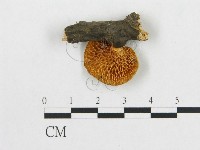 登錄號:F0017412藏品圖，第4張