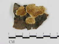 登錄號:F0017416藏品圖，第1張