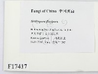 登錄號:F0017417藏品圖，第2張