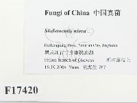 登錄號:F0017420藏品圖，第2張