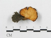 登錄號:F0017421藏品圖，第4張