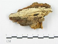 登錄號:F0017422藏品圖，第4張