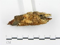 登錄號:F0017422藏品圖，第5張